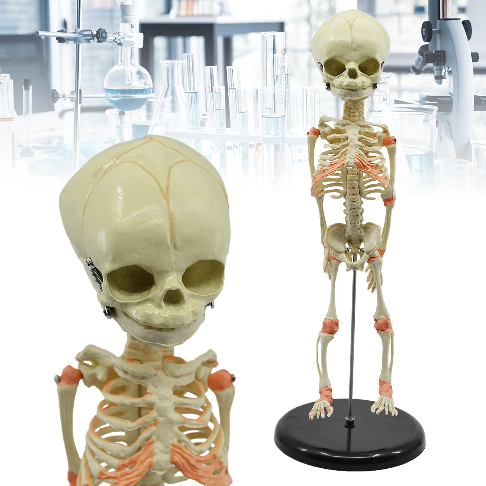 Single-Headed Baby Skull Bone, Baby Skeleton Model, Toddler